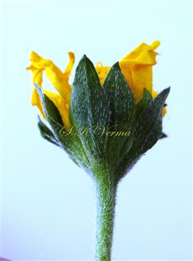 Involucre